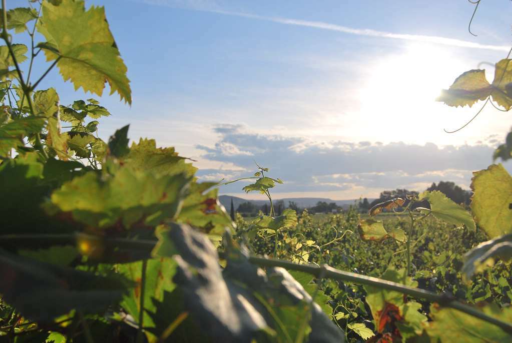Chateau De La Richerie Beaurepaire  Esterno foto